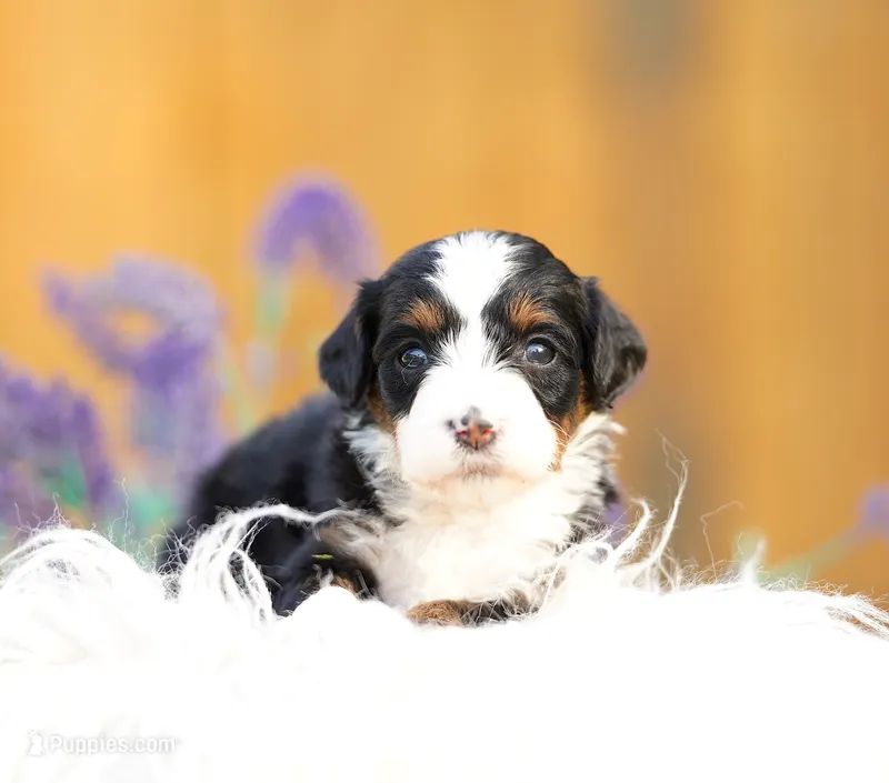 Pinky – Aussiedoodle, Bernedoodle puppy for sale in Spokane, WA