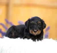 Phoenix, a male Aussiedoodle and Bernedoodle for sale in Spokane, WA – 3 of 3