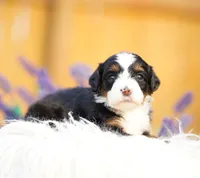 Pinky, a female Aussiedoodle and Bernedoodle for sale in Spokane, WA – 2 of 3
