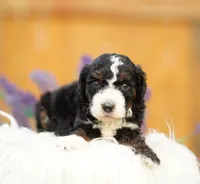Parker, a male Aussiedoodle and Bernedoodle for sale in Spokane, WA – 2 of 3