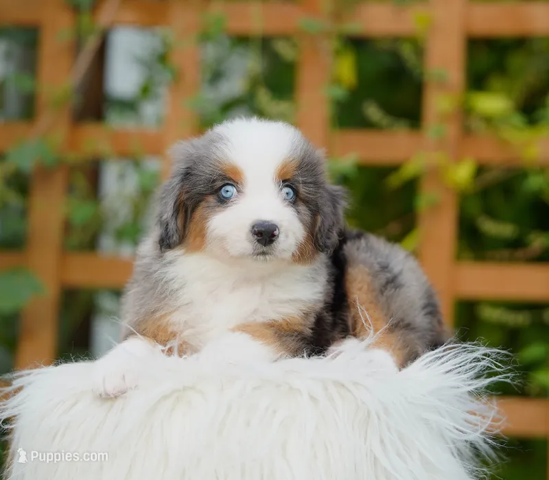 Finn – Aussiedoodle, Bernedoodle puppy for sale in Spokane, WA