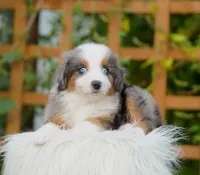 Finn, a male Aussiedoodle and Bernedoodle for sale in Spokane, WA – 1 of 3