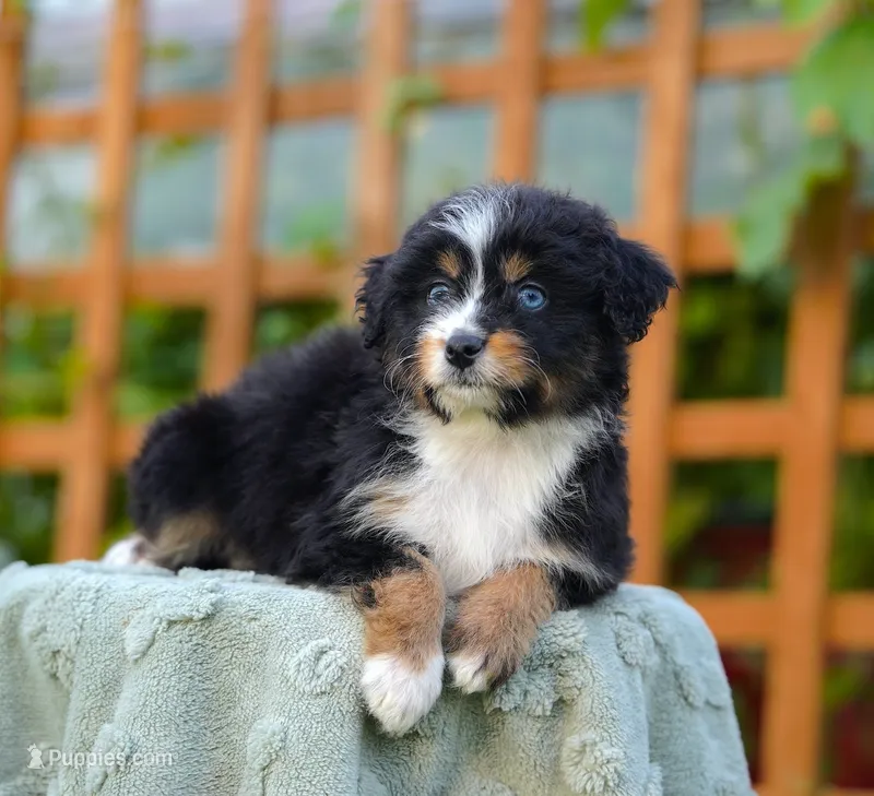 Sapphire – Aussiedoodle, Bernedoodle puppy for sale in Spokane, WA