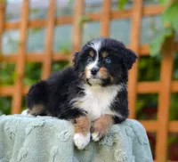Sapphire, a female Aussiedoodle and Bernedoodle for sale in Spokane, WA – 1 of 2