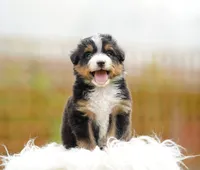 Max, a male Aussiedoodle and Bernedoodle for sale in Spokane, WA – 2 of 2