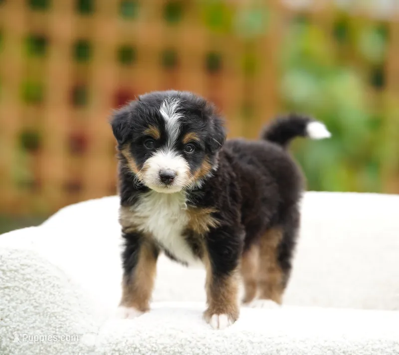 Max – Aussiedoodle, Bernedoodle puppy for sale in Spokane, WA