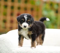 Max, a male Aussiedoodle and Bernedoodle for sale in Spokane, WA – 1 of 2
