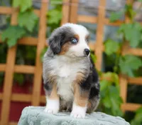 Finn, a male Aussiedoodle and Bernedoodle for sale in Spokane, WA – 2 of 3