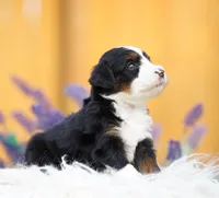 Pinky, a female Aussiedoodle and Bernedoodle for sale in Spokane, WA – 3 of 3