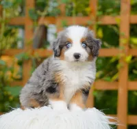 Finn, a male Aussiedoodle and Bernedoodle for sale in Spokane, WA – 3 of 3
