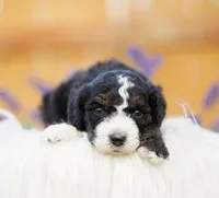 Parker, a male Aussiedoodle and Bernedoodle for sale in Spokane, WA – 3 of 3