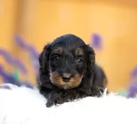 Phoenix, a male Aussiedoodle and Bernedoodle for sale in Spokane, WA – 2 of 3
