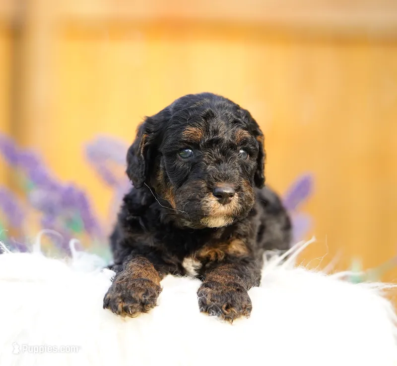Penny – Aussiedoodle, Bernedoodle puppy for sale in Spokane, WA