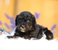 Penny, a female Aussiedoodle and Bernedoodle for sale in Spokane, WA – 2 of 3