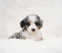 Beau, a male Bernedoodle for sale in Spokane, WA – Photo 1 of 4