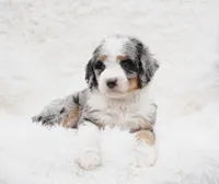 Beau, a male Bernedoodle for sale in Spokane, WA – Photo 4 of 4