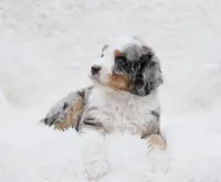 Beau, a male Bernedoodle for sale in Spokane, WA – Photo 2 of 4