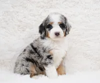 Beau, a male Bernedoodle for sale in Spokane, WA – Photo 3 of 4