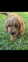 Blue Color, a male Miniature Goldendoodle for sale in Fort Worth, TX – Photo 3 of 5