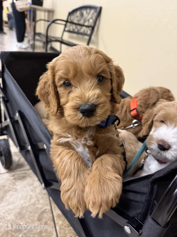 Blue Color – Miniature Goldendoodle puppy for sale in Fort Worth, TX
