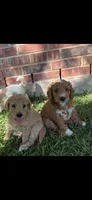 Orange color, a male Miniature Goldendoodle for sale in Fort Worth, TX – 8 of 9