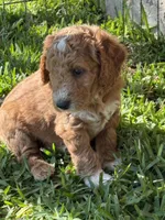 Orange color, a male Miniature Goldendoodle for sale in Fort Worth, TX – 4 of 9