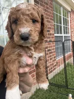 Orange color, a male Miniature Goldendoodle for sale in Fort Worth, TX – 2 of 9