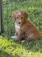 Orange color, a male Miniature Goldendoodle for sale in Fort Worth, TX – 5 of 9