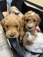 Orange color, a male Miniature Goldendoodle for sale in Fort Worth, TX – 6 of 9