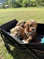 Orange color, a male Miniature Goldendoodle for sale in Fort Worth, TX – 7 of 9