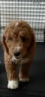 Orange color, a male Miniature Goldendoodle for sale in Fort Worth, TX – 9 of 9