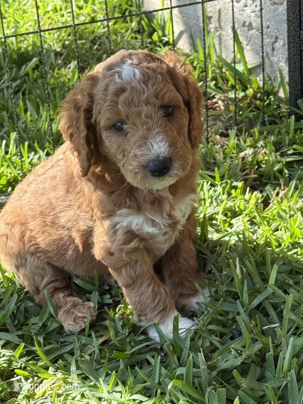 Orange color – Miniature Goldendoodle puppy on hold in Fort Worth, TX