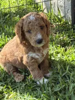 Orange color, a male Miniature Goldendoodle for sale in Fort Worth, TX – 1 of 9