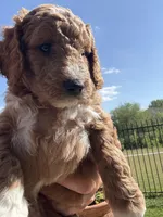 Orange color, a male Miniature Goldendoodle for sale in Fort Worth, TX – 3 of 9