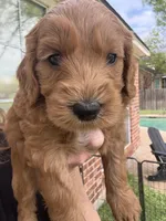 Blue Color, a male Miniature Goldendoodle for sale in Fort Worth, TX – 5 of 10