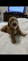 Blue Color, a male Miniature Goldendoodle for sale in Fort Worth, TX – 3 of 10