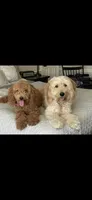 Blue Color, a male Miniature Goldendoodle for sale in Fort Worth, TX – 10 of 10