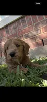 Blue Color, a male Miniature Goldendoodle for sale in Fort Worth, TX – 4 of 10