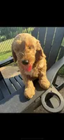 Blue Color, a male Miniature Goldendoodle for sale in Fort Worth, TX – 9 of 10