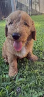 Blue Color, a male Miniature Goldendoodle for sale in Fort Worth, TX – 8 of 10