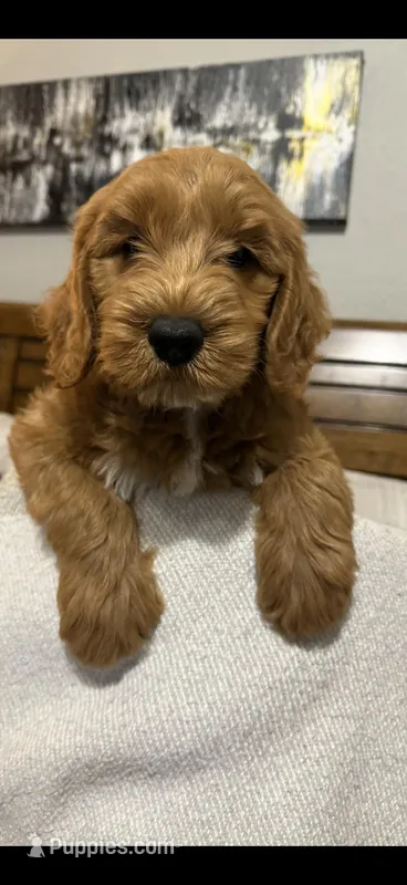 Blue Color – Miniature Goldendoodle puppy for sale in Fort Worth, TX