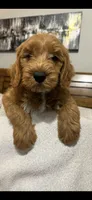 Blue Color, a male Miniature Goldendoodle for sale in Fort Worth, TX – 1 of 10