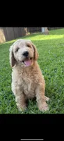 Purple color, a female Miniature Goldendoodle for sale in Fort Worth, TX – Photo 4 of 5