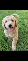 Purple color, a female Miniature Goldendoodle for sale in Fort Worth, TX – Photo 5 of 5