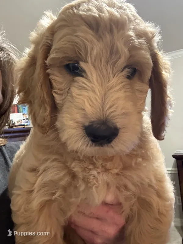 Purple color – Miniature Goldendoodle puppy for sale in Fort Worth, TX