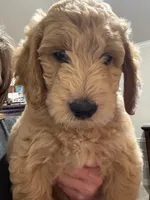 Purple color, a female Miniature Goldendoodle for sale in Fort Worth, TX – Photo 1 of 5