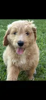 Lime Green Color, a female Miniature Goldendoodle for sale in Fort Worth, TX – Photo 5 of 6