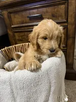 Lime Green Color, a female Miniature Goldendoodle for sale in Fort Worth, TX – Photo 3 of 6