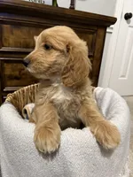 Lime Green Color, a female Miniature Goldendoodle for sale in Fort Worth, TX – Photo 2 of 6