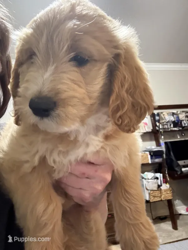 Lime Green Color – Miniature Goldendoodle puppy for sale in Fort Worth, TX